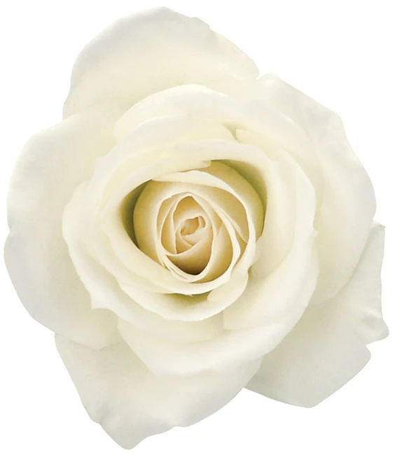 Rose Esco(25st) 40cm rfi