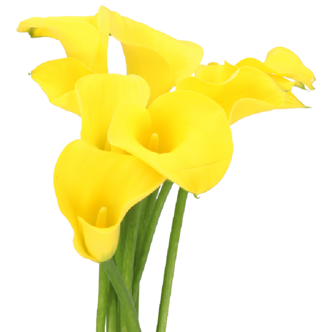 Callas Goldcup holl