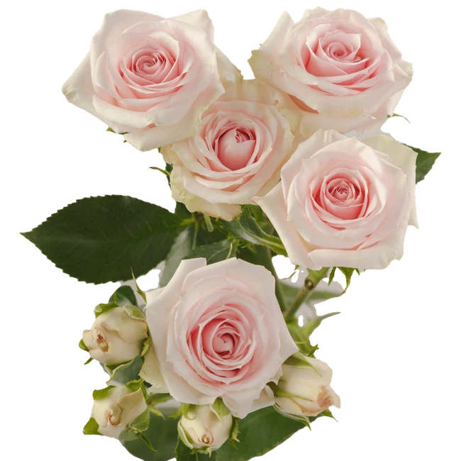 RoseSpray StarBlush RFI