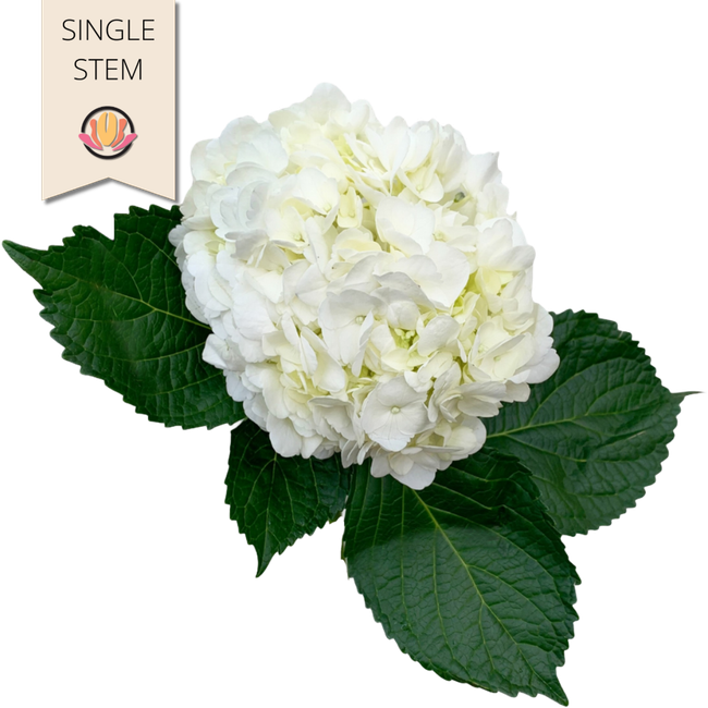 Hydrangea White rfi(st)sel