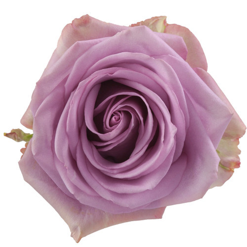 Rose CoolWater 70cm rprima