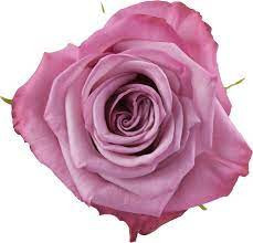 Rose MoodyBlues 70cm rprima