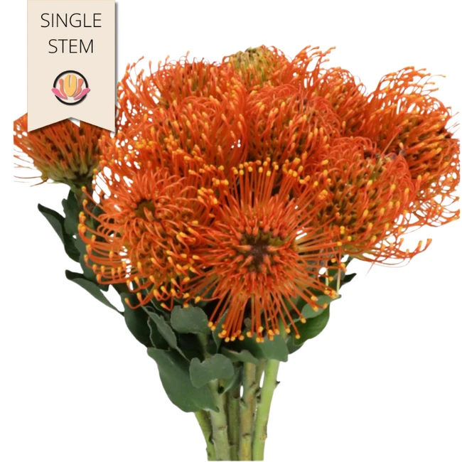 Pins Sunrise holex(STEM)