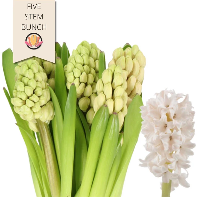 Hyacinth ChinaPink Holl