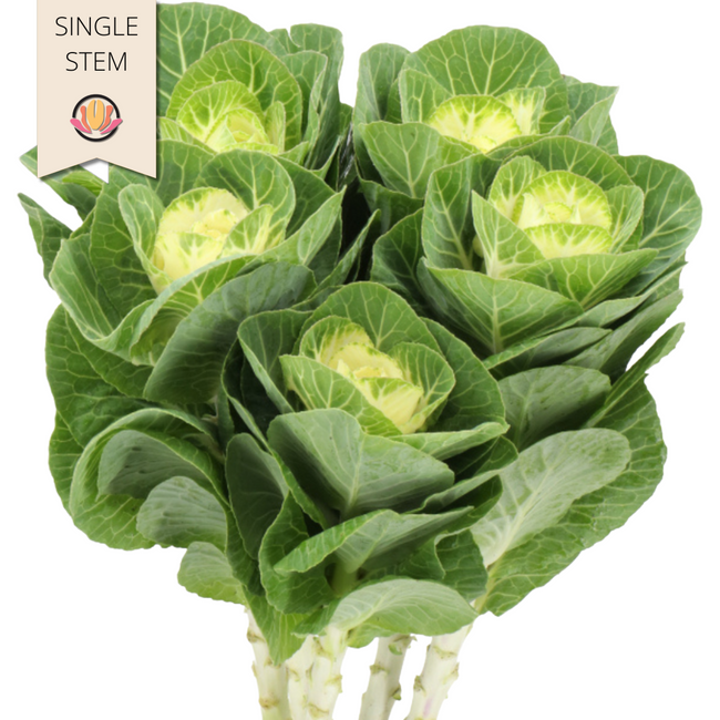 Kale White holl (stem)