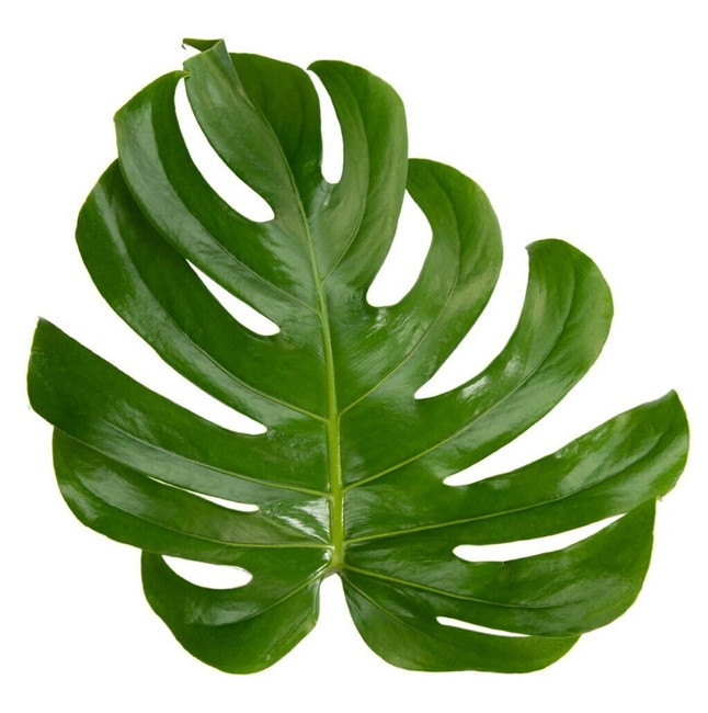 Monstera Small (stm.) holl
