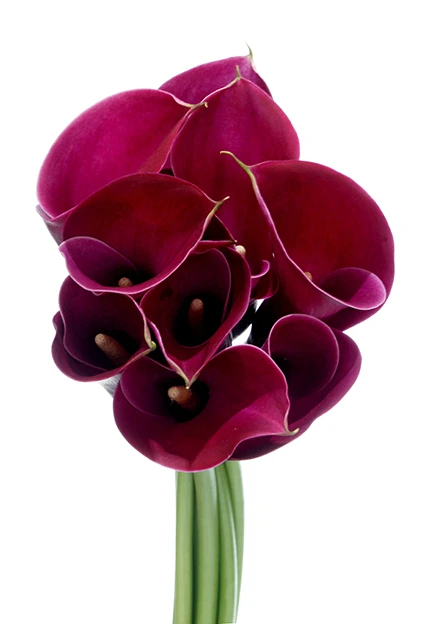 Calla Majestic Red Cont