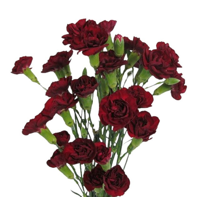 CarnMini Burgundy sole