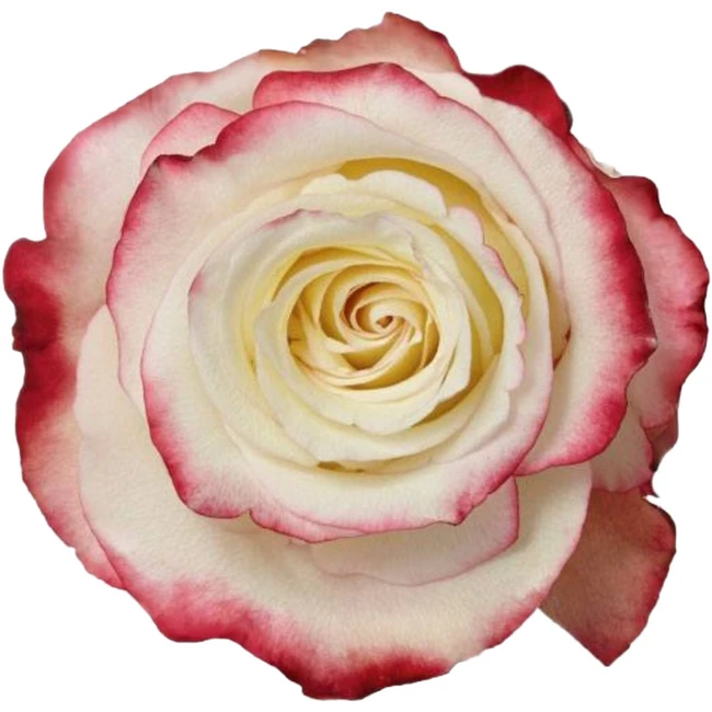 Rose Sweetness 70cm rprima
