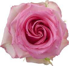 Rose SweetUnique 50cm tessa