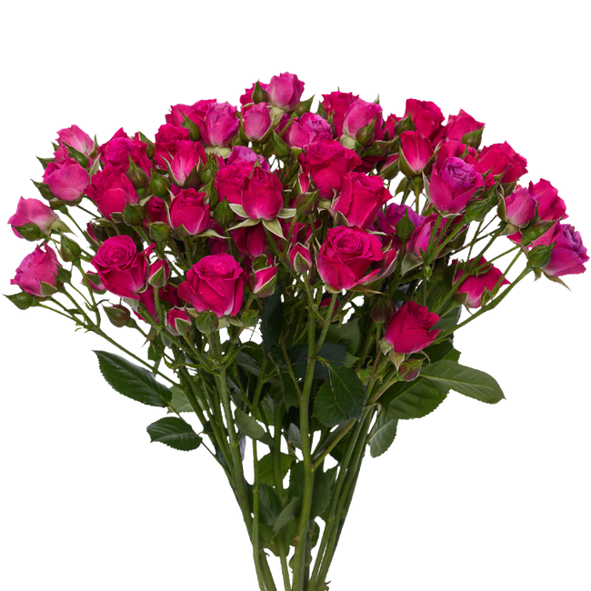 RoseSpray LovelyLydia rio