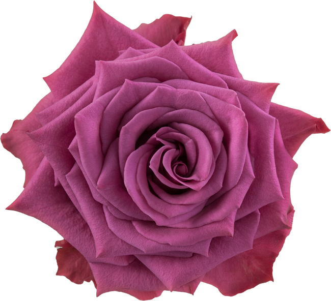 Rose Blueberry 50cm rprima