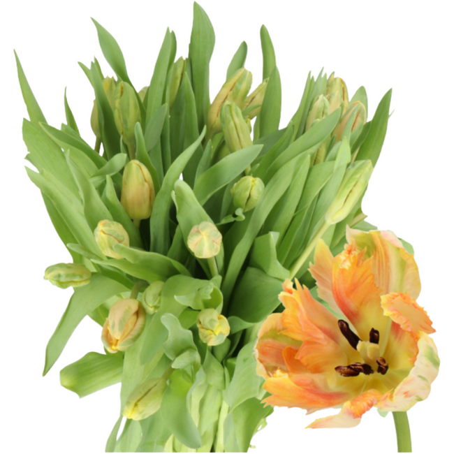 Tulip Parrot Apricot holl