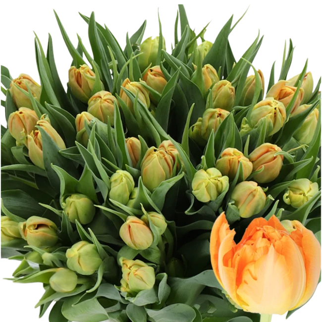 Tulip Dbl Monte Orange holl
