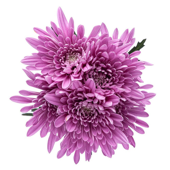 Pom Cushion Lavender rio