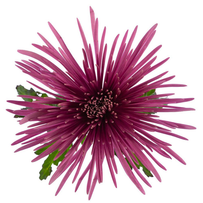 Mum Delistar Purple bmark