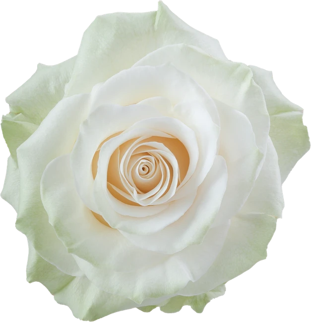 Rose Mondial 60cm tessa
