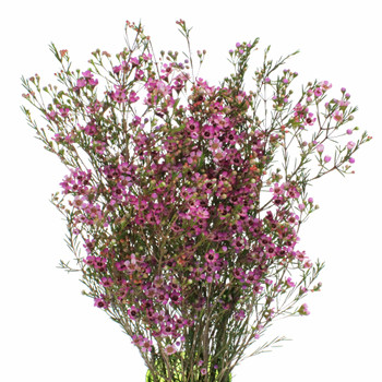 Waxflower Hybrid Pink fbi