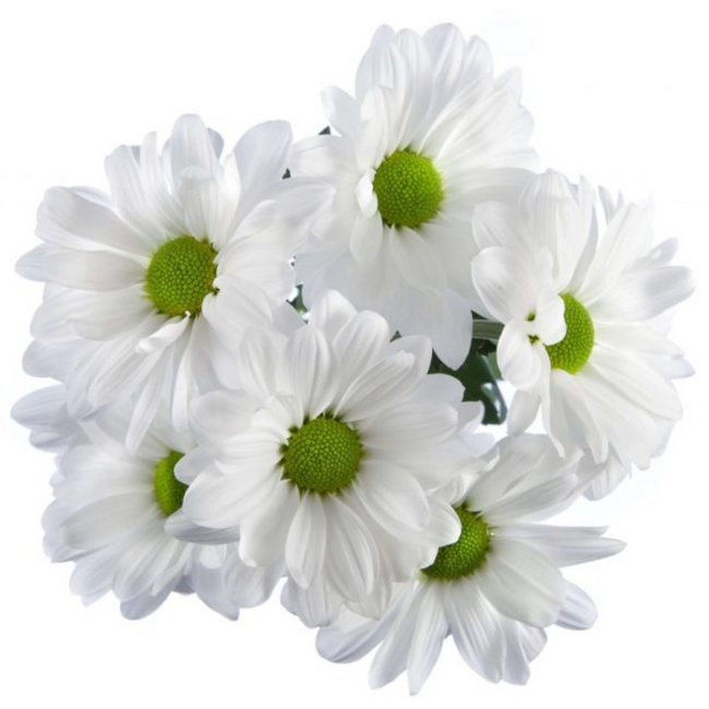 Pom Daisy Reagan White RIO