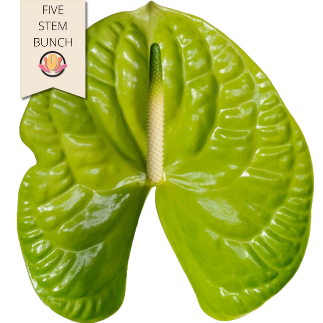 Anthurium Green Small (x5 st) can
