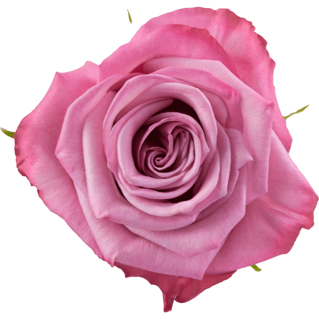 Rose MoodyBlue 50cm rfi