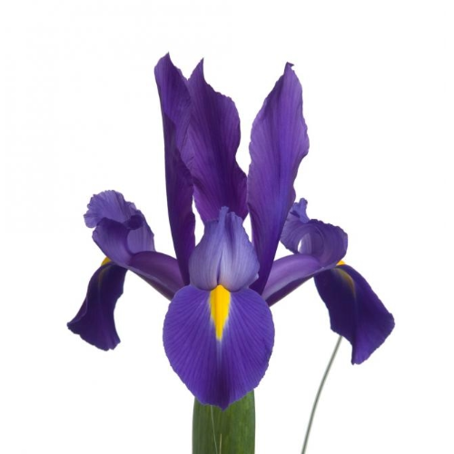 Iris Telestar Groot