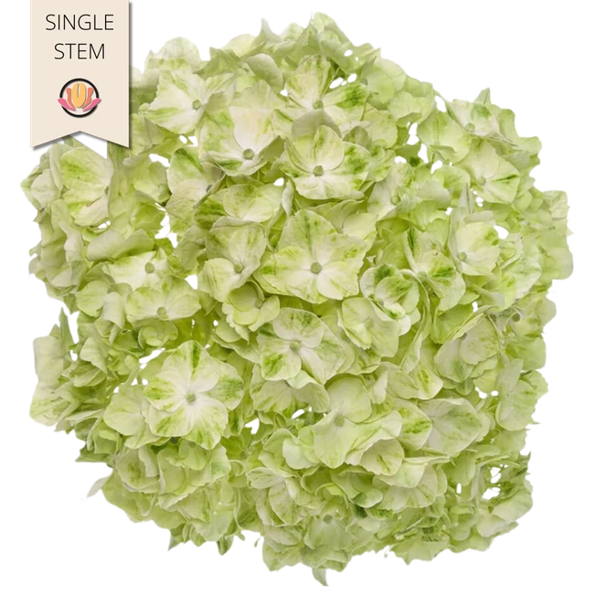 Hydrangea LimeGreen RFI stem