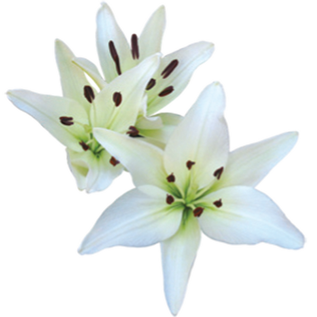 Lily La White canada