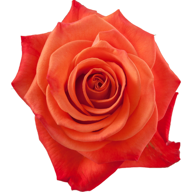Rose OrgCrush 60cm rprima
