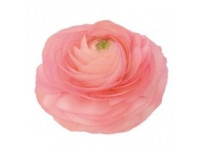 Ranunuculus Cloony Venere holl