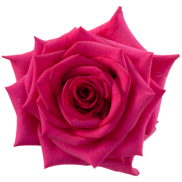 Rose Topaz 50cm rpirma