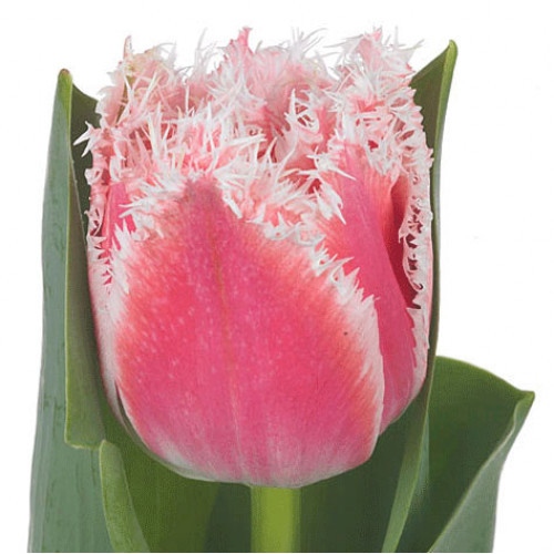 Tulip Frill Queensland holl super