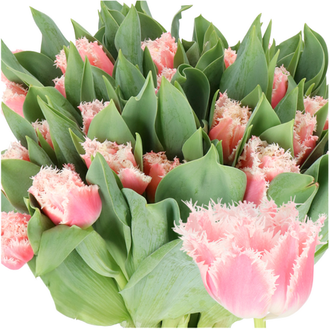 Tulip Frill Queensland holl super