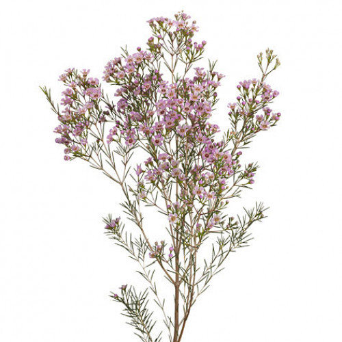 Waxflower Blush fbi