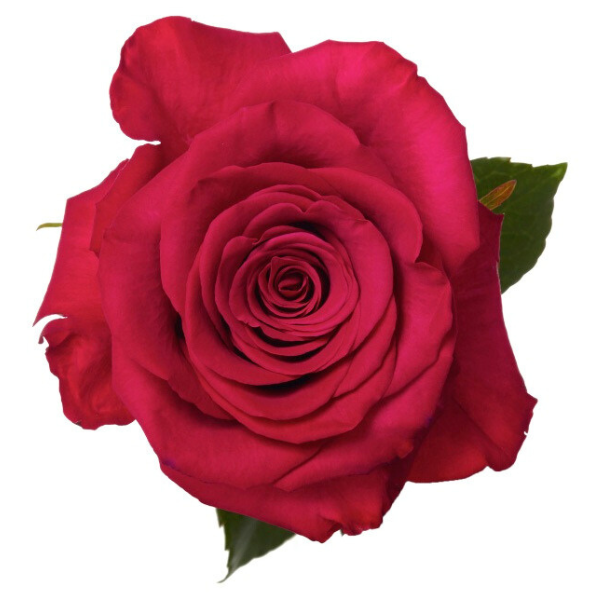 Rose Roseberry 60cm rio
