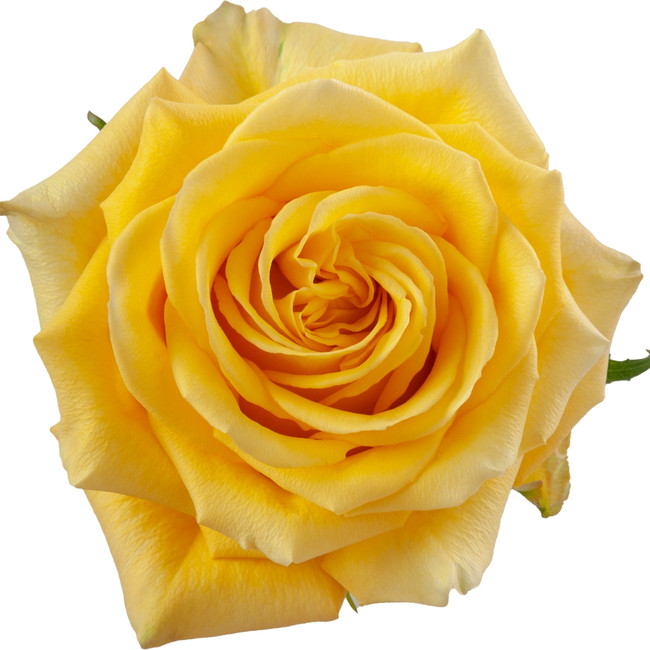 Rose Bikini 50cm rprima