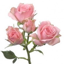 RoseSpray Lydia holl