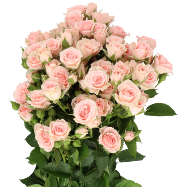 RoseSpray Lydia holl