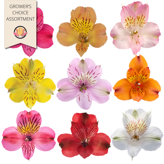 Alstroemeria Assortment Super Select (8-pack), Gardens
