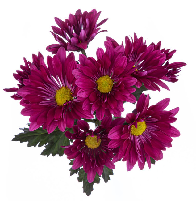 Pom Daisy Purple sole