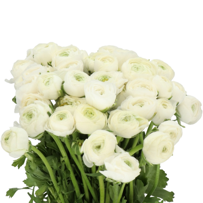 Ranunculus Cloony White holl