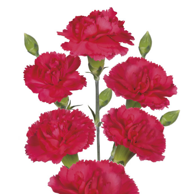 CarnMini. HotPink sole