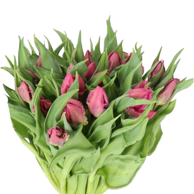 Tulip Purple Parrot holl