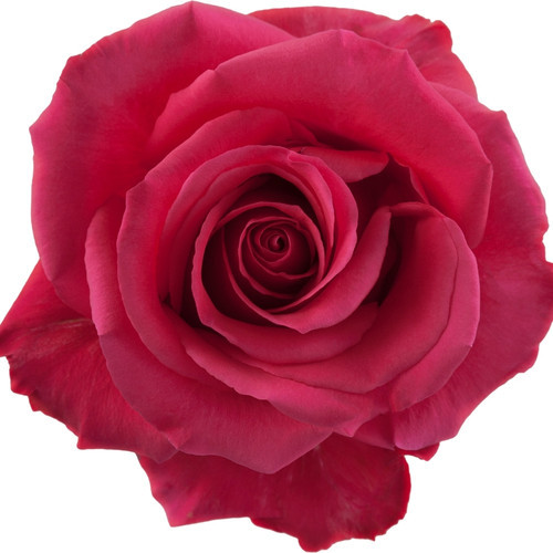 Rose PinkFloyd 70cm rprima