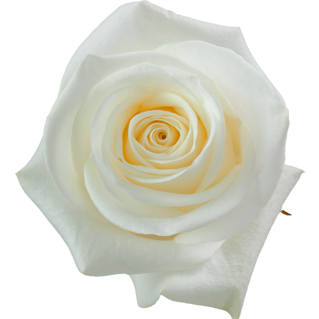 Rose PolarStar 70cm rprima