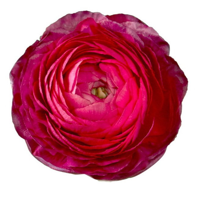 Ranunculus Cloony Cherry holl