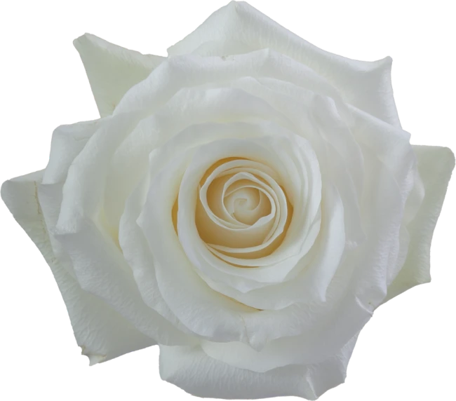 Rose Proud 50cm rfi