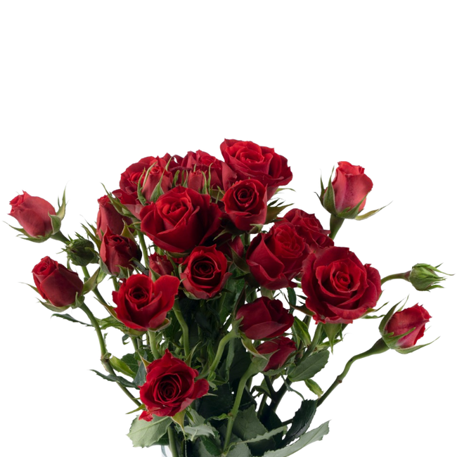 RoseSpray RedMikado rio