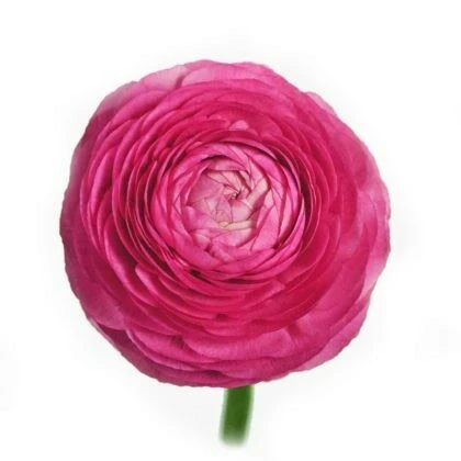 Ranunculus HtPk chile.