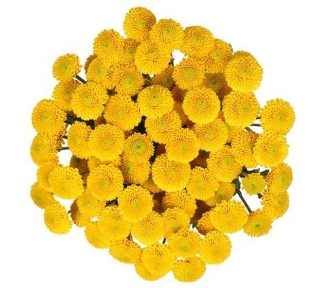 Pom Button Yellow bmark